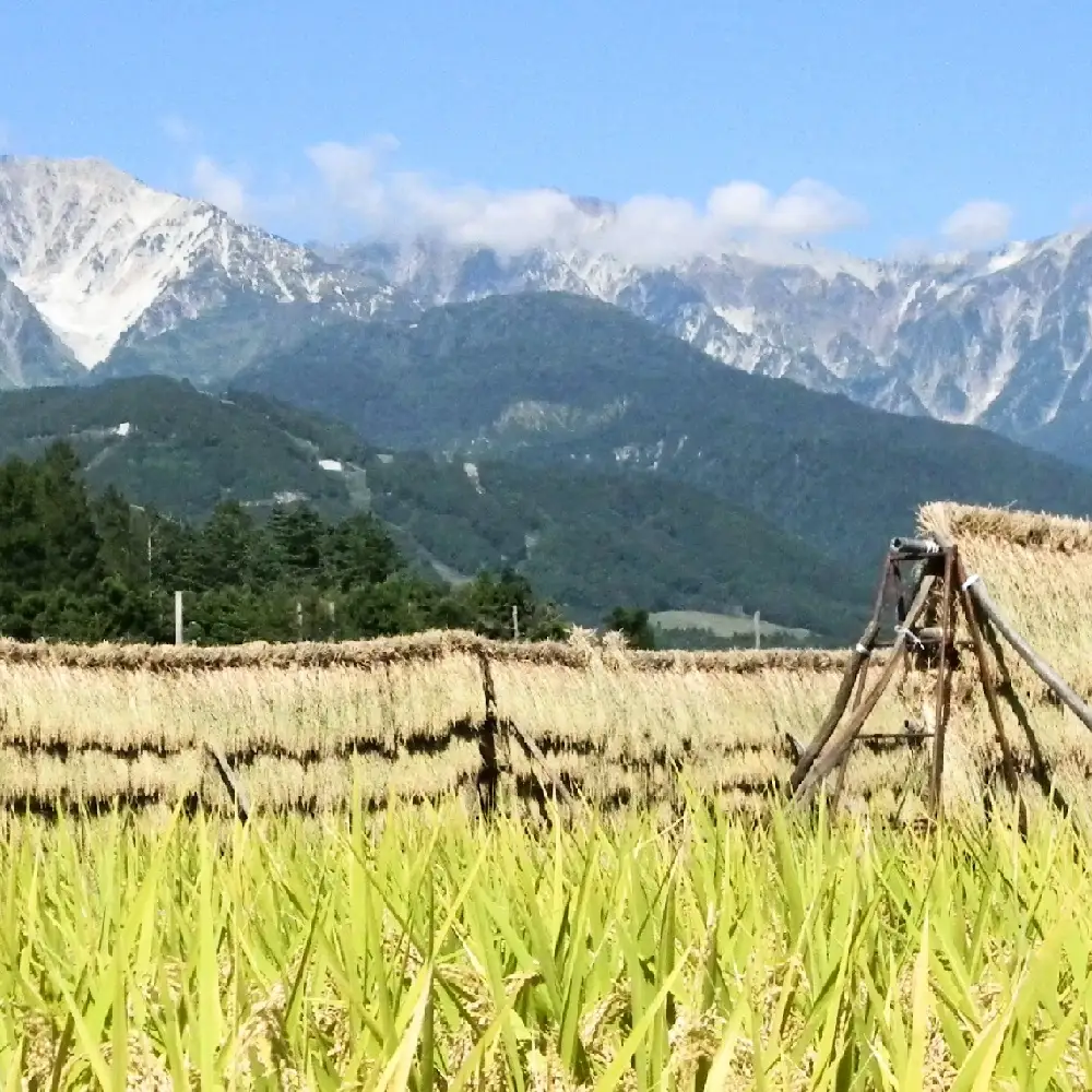 ＜6回定期便・先行予約＞令和8年産  ミルキークイーン 精米 10kg 長野県