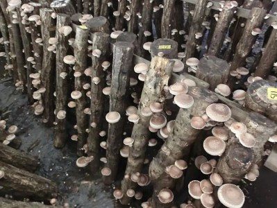 原木しいたけ栽培セット・ホダ木4本入り ※離島への配送不可 _DR05