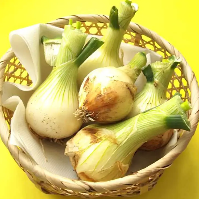 【2027年5月下旬-発送】春の万能 野菜セット 約5kg [SCB064] 野菜