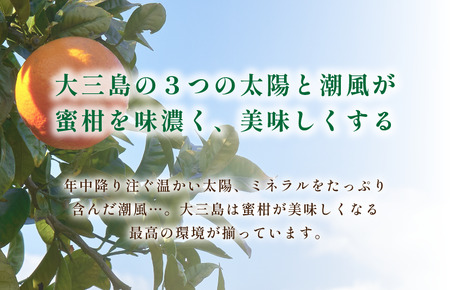 ホリ田ヤ 島みかんジュース 500ｍl×6本セット【VB00310】