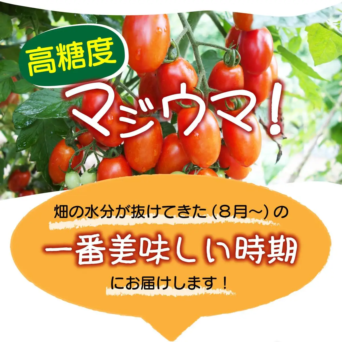 【2026年先行予約】北海道 伊達 岡本園芸 ミニトマト 高糖度 約4kg【マジウマ！トマト】