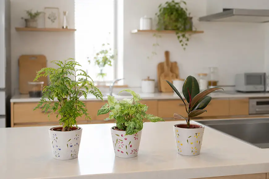 観葉植物 ハイミニフルール 3個セット