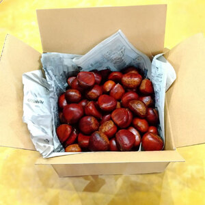 【数量限定】さぬき山都の低温熟成完熟栗(生栗)4Lサイズ 約2kg