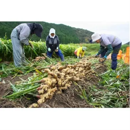 大和酵素の植物発酵ペースト 熟 -JUKU- 国産黄金生姜＆ジャラハニー 1袋(3g×31包)【1365045】