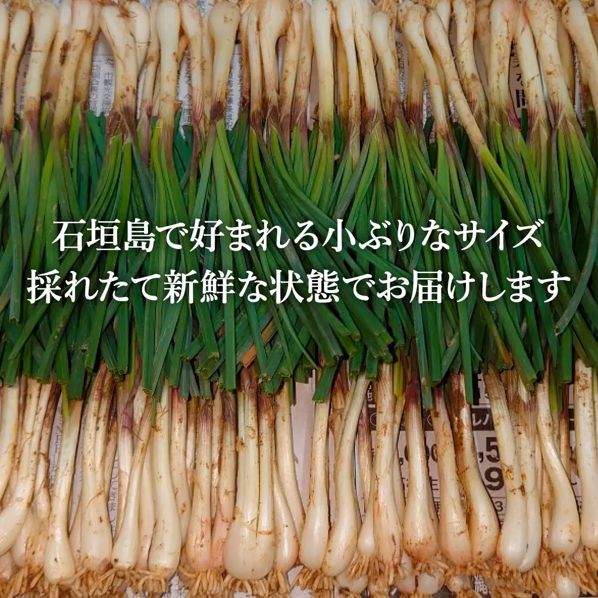 採れたて島らっきょう 農薬・化学肥料不使用 1kg ≪2027年3月中旬～6月下旬発送≫
