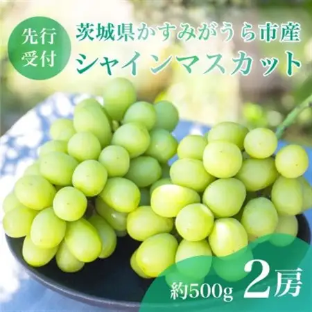 【先行受付】茨城県かすみがうら市産　シャインマスカット2房(約500g×2)_果物・フルーツ ぶどう・マスカット  ブドウ 葡萄 _【配送不可地域：離島】【1340410】