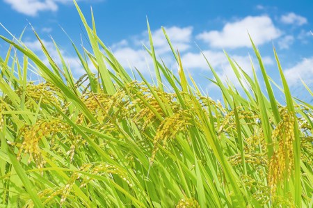 【令和7年度産】ハツシモ 30kg 玄米｜玄米