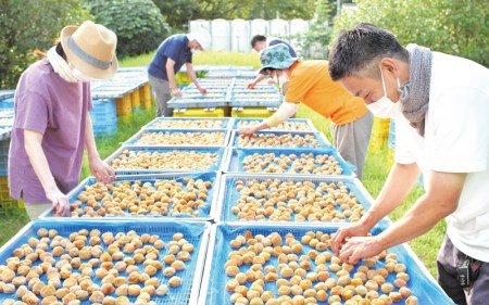 ＼たっぷり2.5kg／ 紀州南高梅 昔ながらの完熟南高梅使用梅干し 1.25kg×2パック / 梅 梅干し 梅干 訳あり わけあり ワケアリ 昔ながら 無添加 塩分濃度約20％ 無添加人気 大容量 大粒 お米 おにぎり梅酒 健康 【njb647】