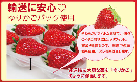 【先行予約】R9年1月中旬頃出荷開始 佐賀ブランド苺「いちごさん」合計500g （250g×2セット）いちご 凛々 A075-035