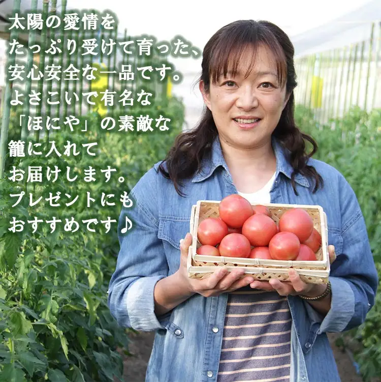 【先行受付】野菜ソムリエが育てた フルーツトマト籠入り 1kg【野菜 やさい 野菜 やさい 野菜 やさい 野菜】 mj-0035