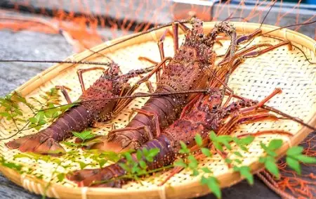 10月中旬以降発送 天然 伊勢海老3.3kg（サイズおまかせ高知県産）※着日指定不可※エビ 甲殻類 海鮮BBQ アウトドア キャンプ お祝い【R01674】