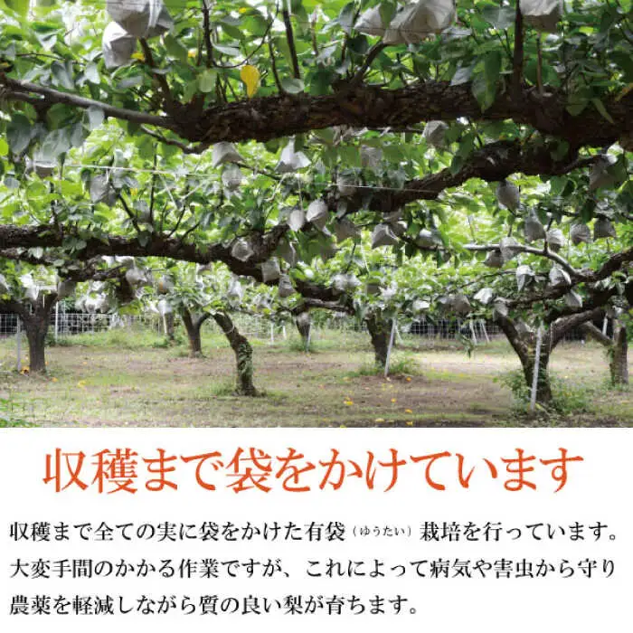 【2026年9月中旬?発送】【シャリッとおいしい！】新高梨 約3.4kg / 梨 なし  南島原市 / ふるさと企画 [SBA030]