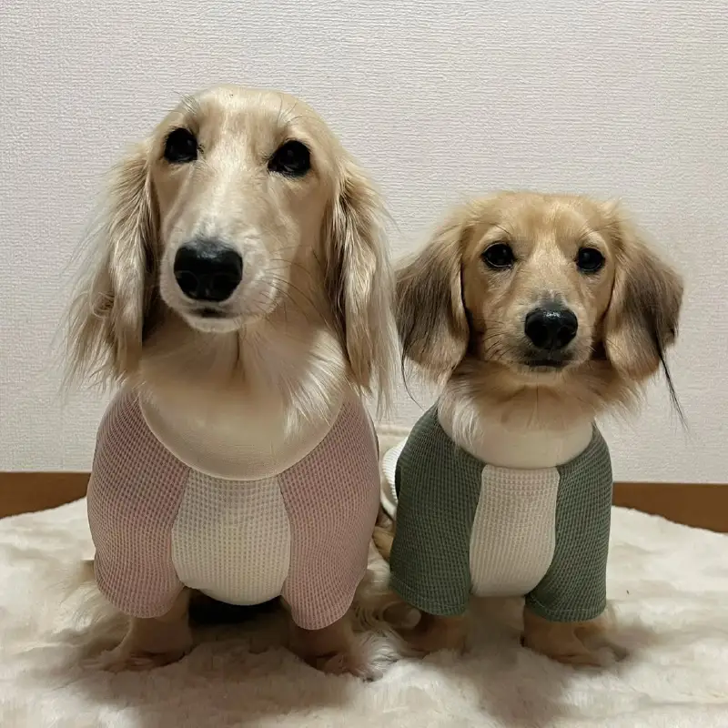 ツートンカラー半袖刺繍ウェア（犬の洋服）