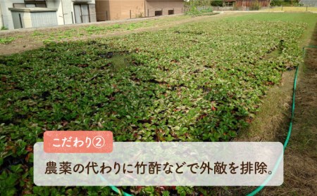 【2023年1月中旬より順次発送】はちみつ屋さんの 糸島産 あまおう（270g×2パック） 糸島市 / ヴァンベールフーズ [AFJ004]