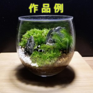 コケテラリウム 苔 手作りセット 初心者向け コケテラリウム【径8cm×高さ8cm】