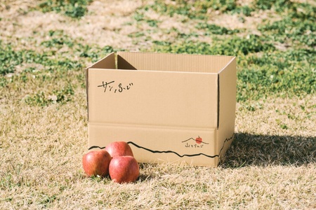 訳あり 家庭用 サンふじ 5kg 【2026年先行予約】｜ 山とりんご