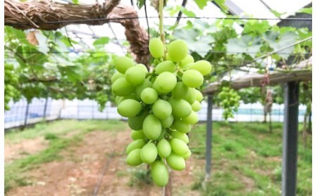 【2026年発送】皆さんの応援から実った シャインマスカット 約1.2kg（2房）【数量限定】 フルーツ 果物 長田農園 産地直送 甘い ご褒美 プレゼント 美容 健康 リピート多数 人気 高評価 碧南市 H004-198