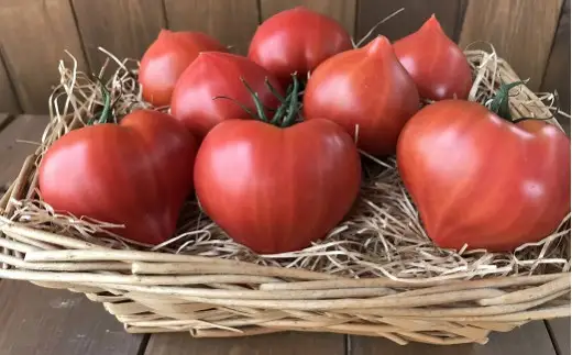 【数量限定】たった3ヶ月しか食べられない 幻のファーストトマト たっぷり1.4kg（3月～5月発送） H004-185