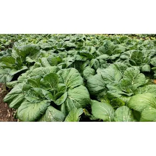【自然栽培】大和の伝統野菜 下北春まな1kg 