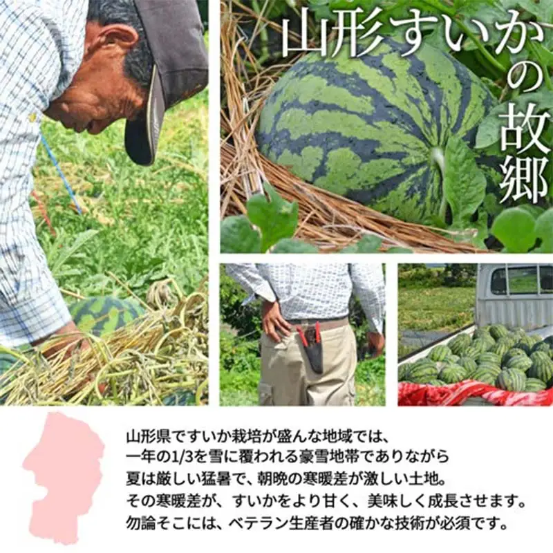 《先行予約 2026年7月中旬～8月上旬発送》山形県産 すいか 秀品 1玉 （9～10kg前後） スイカ すいか 西瓜 デザート フルーツ 果物 くだもの 果実 食品 山形県 FSY-2394