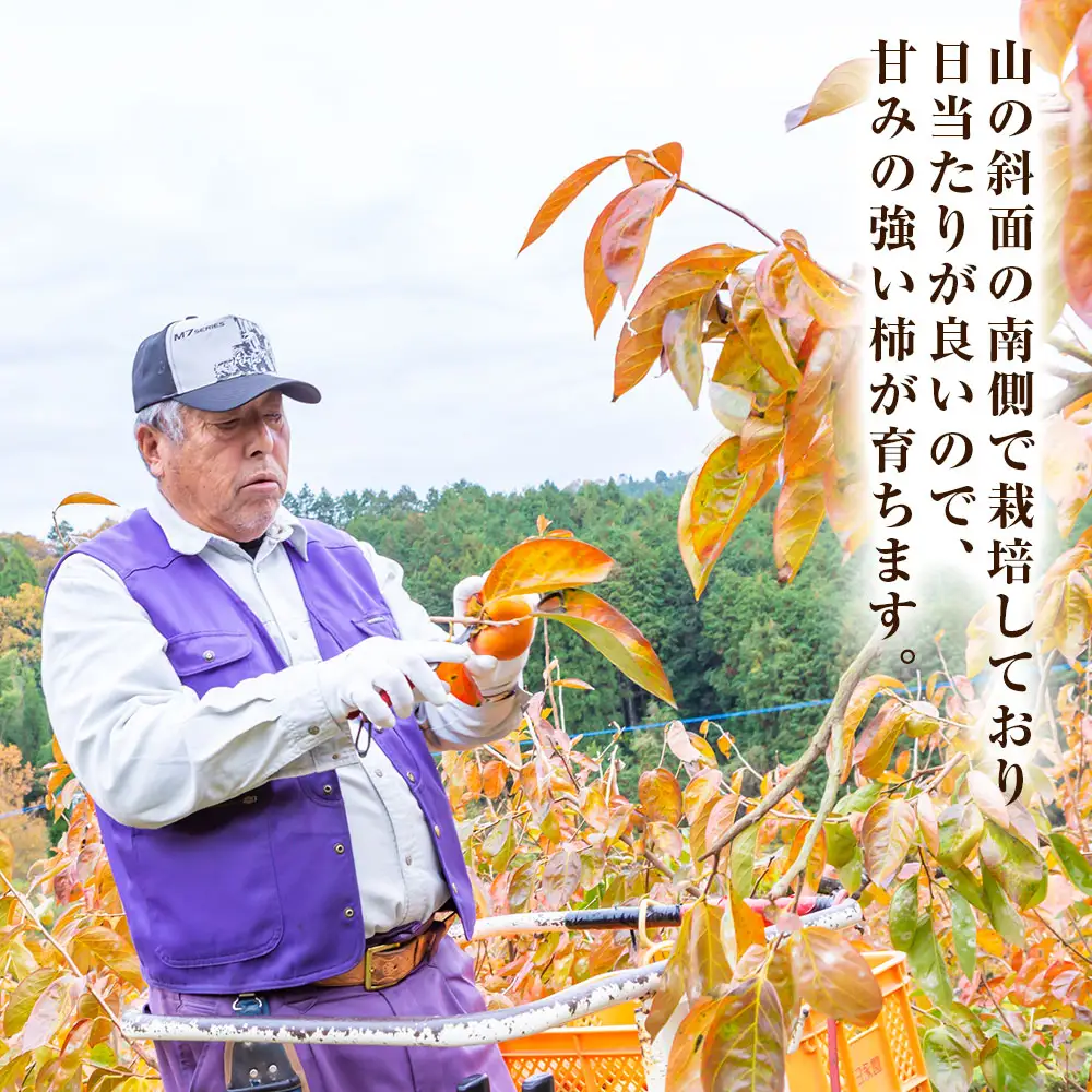 日永園 冷蔵富有柿 12玉から13玉(2Lから3Lサイズ) 【2025年12月下旬から2026年2月下旬出荷予定】 柿 フルーツ 果物