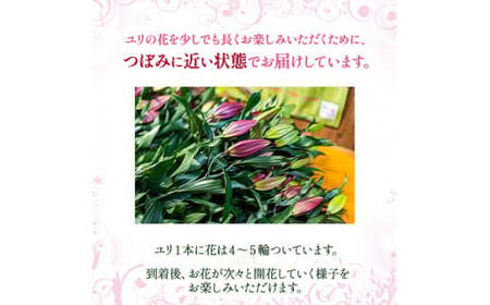 日頃の感謝を「花束」で、オリエンタルリリー【優品3本】／Osy-B13  誕生日 植物 フラワー プレゼント 花束 ゆり リリー お花