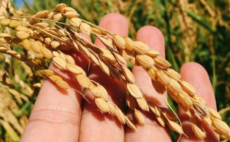 あきたこまち新米精米単一原料米 秋田県産 あきたこまち【10kg(5kg×2袋)】