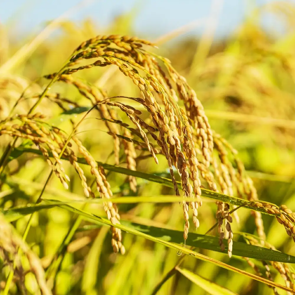 令和8年産 コシヒカリ 冬眠米 5kg（5kg×1袋） 茨城県産 白米 精米 ごはん お米 冬眠 とうみんまい ブランド米 検査米 単一原料米 国産 守谷市 送料無料