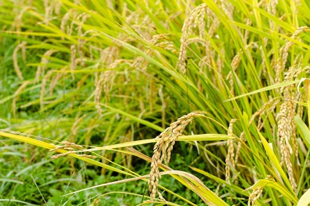 【田代農園】令和7年産 精米 5kg 田代さんのお米 銘柄おまかせ あきげしき ひのひかり こしひかり 産直 ノンブレンド米 単一原料 お米 白米 精白米 ヒノヒカリ コシヒカリ 熊本 阿蘇 小国町 産地直送 国産 日本産 地場産 贈答