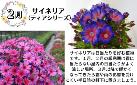 モリヒロ園芸が育てたお花とトマトの定期便（年間5回） 植物 瀬戸内 温暖 気候 鉢花 ギフト 記念日 