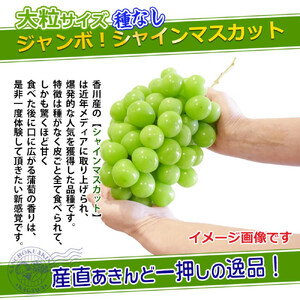 《2026年発送》特秀品シャインマスカット ( １房 約700g以上 ) ぶどう マスカット 香川県産