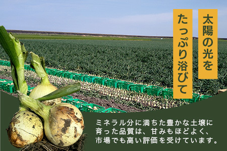 先行受付 2027年配送【生産者直送】鹿島産 新たまねぎ 約10kg サイズ混合【高評価4.8以上】AA-17