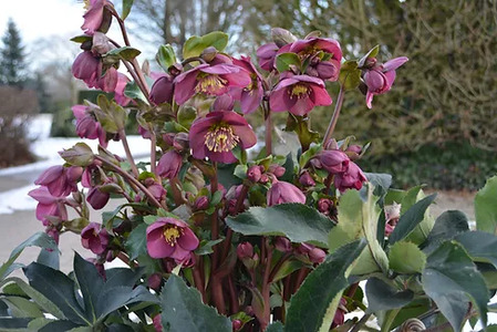 【 先行予約 ：2026年12月発送 】 花 クリスマスローズ 鉢植え ベノッタ 4.5号 花 クリスマス