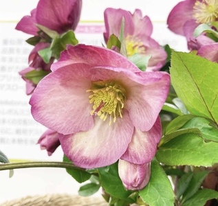 【 先行予約 ：2026年12月発送 】 花 クリスマスローズ ロゼッタ 開花株 4.5号 オンライン決済限定