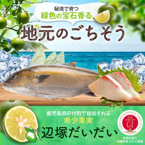 【B08002】辺塚だいだい カンパチ 約3.5kg 1本 産地直送 かんぱち 勘八 鮮魚 ボックス 鮮魚BOX【高山漁業協同組合】