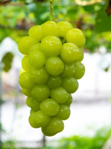 【2026年発送分】植原葡萄研究所の新品種詰め合せ