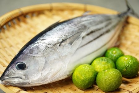 【2回定期便】かつおのたたき 1.5kg