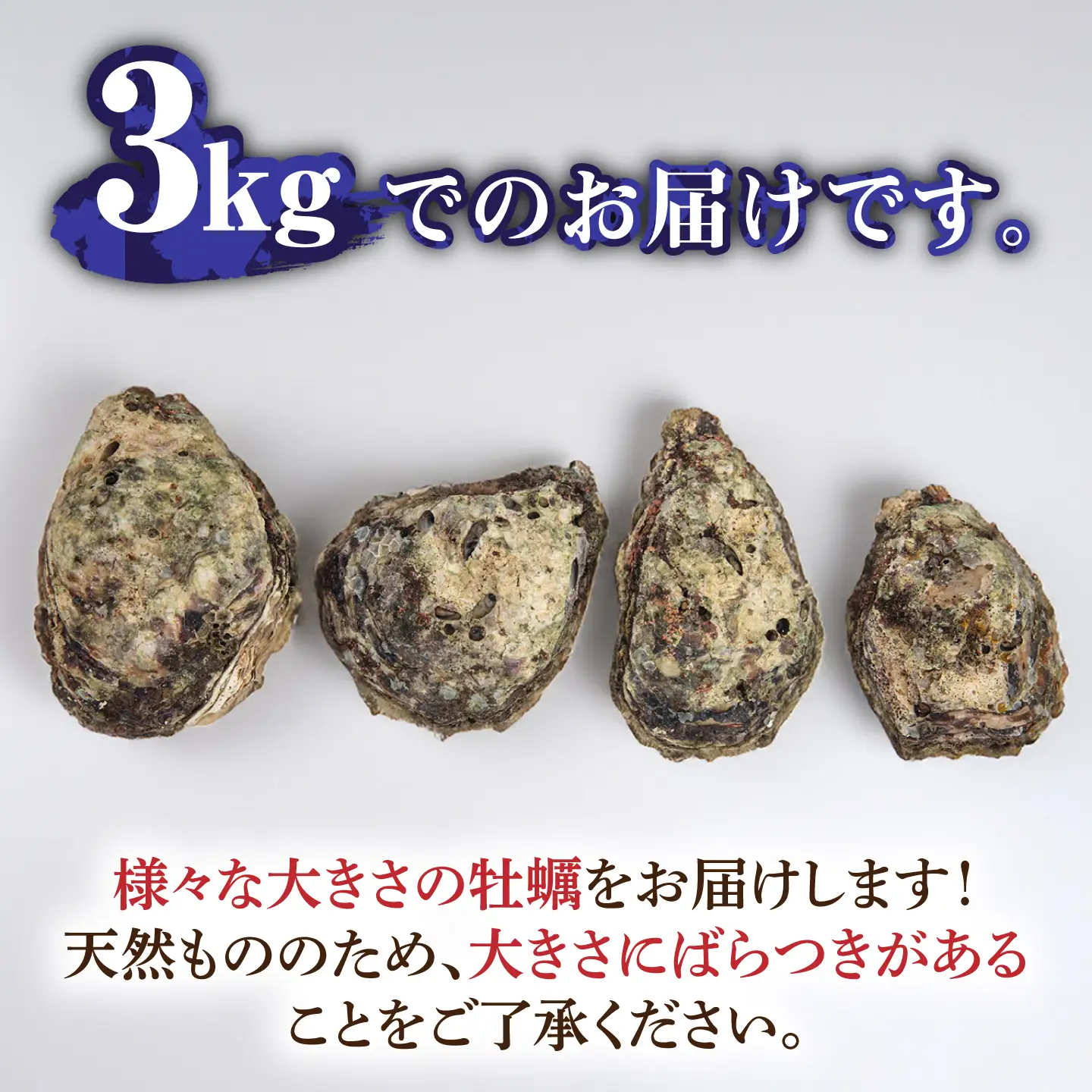 天然 岩ガキ 3kg  [WAD001] 岩がき 牡蠣 海鮮 魚介 牡蠣 かき カキ