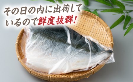 【24年1月9日以降発送】【1月限定】対馬 寒 ブリ 片身 800g 刺身 [WAD004]冷蔵 ぶり 寒ぶり フィレ 鰤 刺身 ブリしゃぶ