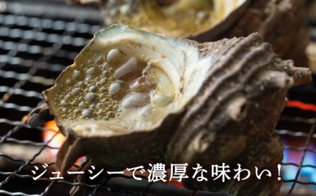 荒磯 さざえ 2.5 kg天然 サザエ 国産海鮮 [WAD006] 栄螺 BBQ 壺焼き 浜焼き