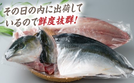 【24年1月9日以降発送】【1月限定】対馬 寒 ブリ 3枚おろし 約2kg 刺身  [WAD009] ぶり 寒ぶり フィレ 鰤 ブリしゃぶ 