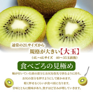 三豊市産 ヘイワードキウイ【大玉】5kg（40～60玉）