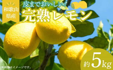 【2027年先行予約】和歌山県産 完熟 レモン 5kg 皮まで使用可能（栽培期間中農薬不使用）_EA6009n