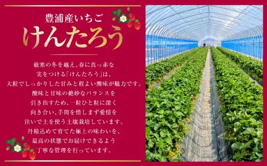 【2027年5月上旬～6月上旬発送予定】いちご「けんたろう」2トレーセット 