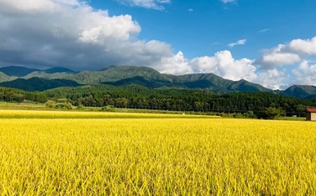 【令和8年産米先行予約】至福のササニシキ 精米 5kg 米 お米 おこめ 山形県 新庄市 F3S-2848