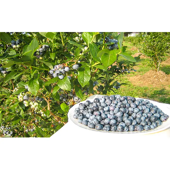 ブルーベリー 有機JAS 冷凍 北海道産 ブルーベリー【700g(140g×5パック)】