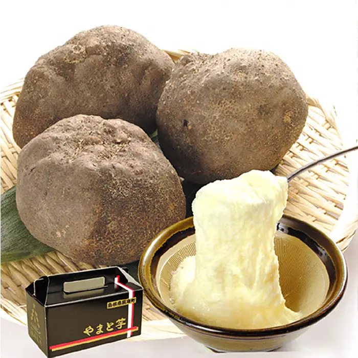 島根県飯南町産ヤマトイモ（つくね芋）約500ｇ×3個【とろろ 大和芋 やまといも】