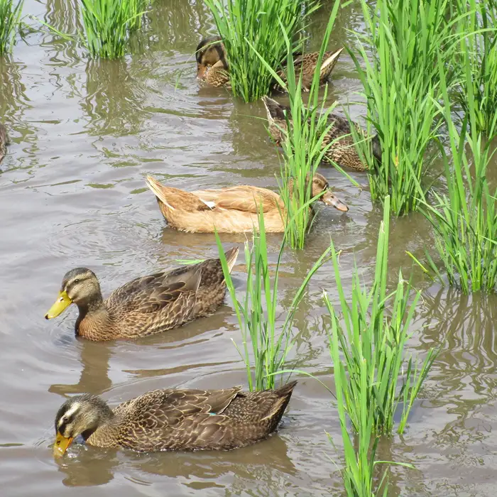 【令和7年度産】コシヒカリ（精米）カモしゃん米　5kg 【アイガモ あいがも 合鴨 かも カモ コシヒカリ お米 農家直送 無農薬 化学肥料不使用 精米 安心 安全 令和7年度産 島根県飯南町】