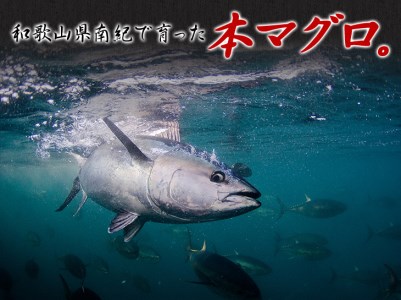 本マグロ 赤身500g（養殖） マグロ 鮪 まぐろ 赤身 刺身 サク 柵 【nks803】