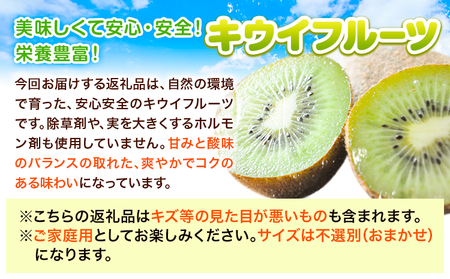 キウイ約2kg(12～17玉) 